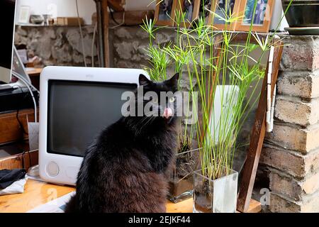 Gato negro sentado en la mesa comer planta de casa Papyrus Cyperus paraguas Planta una planta acuática perenne creciendo dentro de casa Reino Unido Gran Bretaña KATHY DEWITT