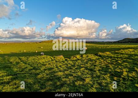 Ballintoy, Irlanda del Norte. 29 de abril de 2016. Ovejas en el prado cerca de Ballintoy, Condado de Antrim, Irlanda del Norte. Foto de stock