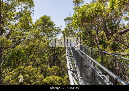 Mujer turística admirando las vistas desde la pasarela de la copa de los árboles que se extiende entre rojo Árboles de tingle (Eucalyptus jacksonii) que crecen en el Parque Nacional Walpole-Nornalup