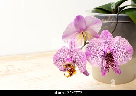 Orquídea púrpura y rosa floreciente llamada Manhattan. Planta con flor mutante en la olla, primer plano. Foto de stock