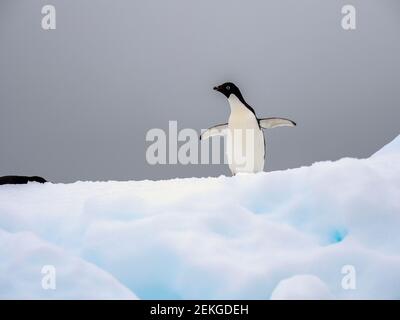 Adelie penguin (Pygoscelis adeliae) sobre el hielo, las islas de peces, la Antártida Foto de stock