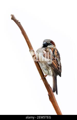 Pájaro gorrión encaramado en rama de árbol. Casa sparrow macho songbird (Passer domesticus) sentado cantando en la rama de madera marrón aislado fondo blanco. S