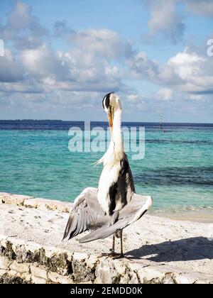 Garza gris (Ardea Cinera) De pie en una playa en las Maldivas secando sus alas al sol Foto de stock