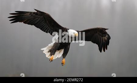 Águila calva adulta Haliaeeeeeeet leucocephalus aterrizando en una mañana brumosa A lo largo del río Nooksack en el Pacífico Noroeste de América Foto de stock