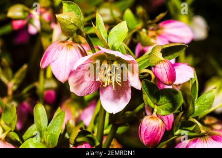 Primer plano de Helleborus orientalis púrpura en un jardín del norte de Londres en invierno, Londres, Reino Unido