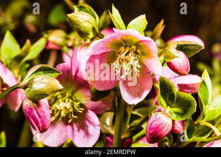 Primer plano de Helleborus orientalis rosa en un jardín del norte de Londres en invierno, Londres, Reino Unido