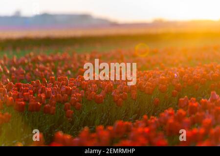 Campos de tulipanes rojos en flor al amanecer. Hermoso paisaje al aire libre en Holanda, Europa. Foto de stock
