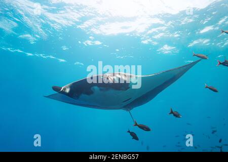 Foto de la gran manta rayo nadar hacia la cámara