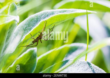 Big Nursery tela araña hembra, Pisaura mirabilis, acostado en la emboscada que captura insectos. Foto de stock