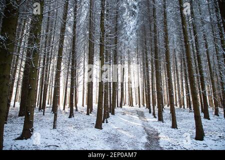 hermoso paisaje de invierno nieve cubierta bosque de pinos