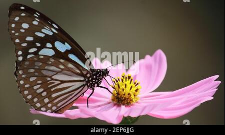 la mariposa azul tigre o tirumala limniace es chupar néctar de flor cosmos, jardín de mariposas en bengala occidental, india Foto de stock