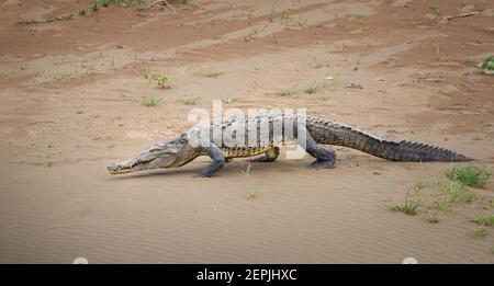 Cocodrilo americano, Crocodylus acutus caminando en la playa de arena del río Tarcoles. Cocodrilo en su entorno natural. Río Tarcoles, Costa RI
