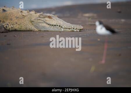 Retrato de un cocodrilo americano, Crocodylus acutus relajándose en la orilla arenosa del río Tarcoles. Cabeza de cocodrilo sobre negro-w borroso