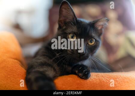 gato negro con ojos verdes sobre una manta naranja, mira a la cámara