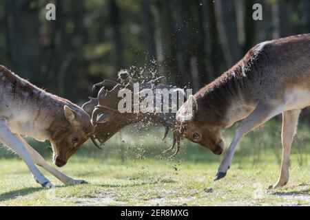¡ella es mía! ¡no es mía! ¡luchemos por ello! ¿Quién ganará? Una pelea entre dos ciervos barbecho durante la temporada de corte, fotografiada en los países Bajos.