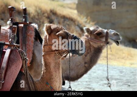 Camellos en Cappadocia en Nevsehir, Turquía. Cappadocia forma parte del Patrimonio de la Humanidad de la UNESCO. Foto de stock