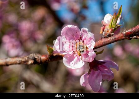 Una abeja está polinizando una flor de melocotón (Apis mellifera carnica).