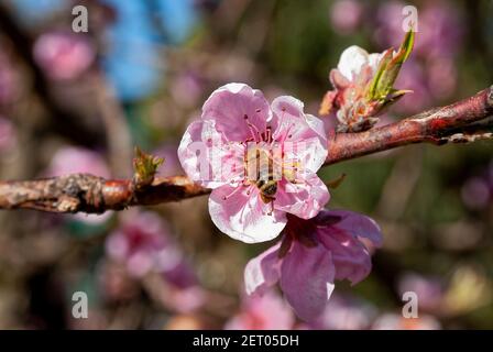 Recolección de polen de abejas (Apis mellifera carnica), flor de melocotón.