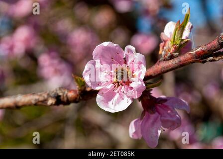La abeja recoge néctar (Apis mellifera carnica), flor de melocotón.