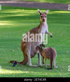 Pájaro sentado junto a una madre canguro gris occidental con su joey, Australia Foto de stock