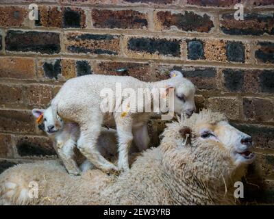 Lindo recién nacido ovejas Shetland cordero gemelos acostados en madre oveja en el granero, Escocia, Reino Unido