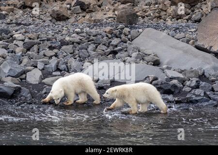Cachorros de oso polar del año (Ursus maritimus), forrajeo de alimentos con la madre cerca, Cabo Brewster, Groenlandia, Regiones polares