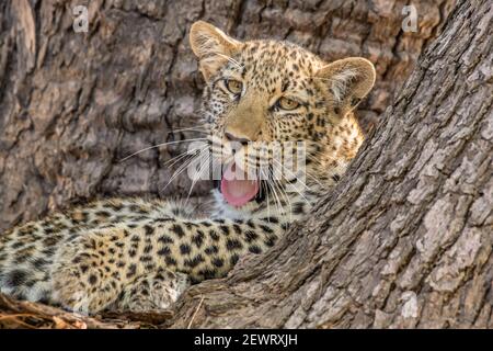 Leopardo joven (Panthera pardus), bostezo en un árbol, Parque Nacional Luangwa del Sur, Zambia, África