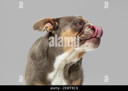 Retrato Cão Buldogue Americano Assustado Olhando Para Lado Sendo  Aterrorizado fotos, imagens de © feedough #612747954