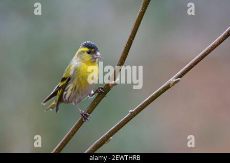 Adulto macho Eurasian siskin (Carduelis spinus) encaramado en un árbol de jardín Adulto macho Eurasian siskin (Carduelis spinus) encaramado en un árbol de jardín