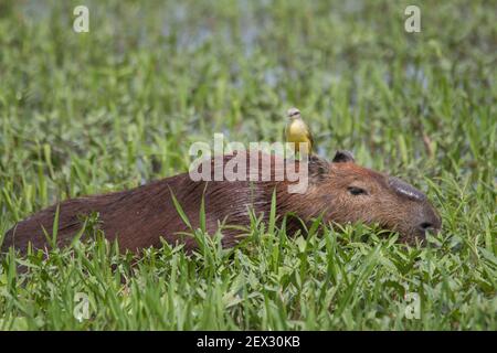 Un capybara está caminando a través de la hierba y comiendo con un pájaro en la cabeza en el Pantanal en Brasil, América del Sur Foto de stock