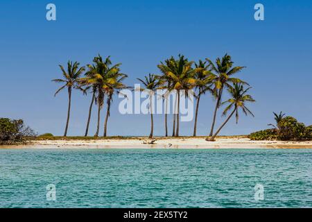 Palm Tree Row: Grupo de palmeras en una estrecha arena Spit en Carnash Bay con el océano Caribe, Carnash Bay, Mayreau, San Vicente y las Granadinas Foto de stock