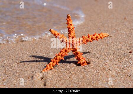 Vista a naranja hermosa estrella de mar de pie en la arena en la orilla del mar