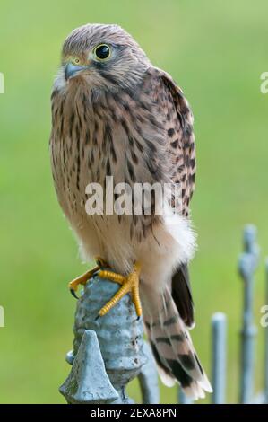 Cernícalo común (Falco tinnunculus) Foto de stock