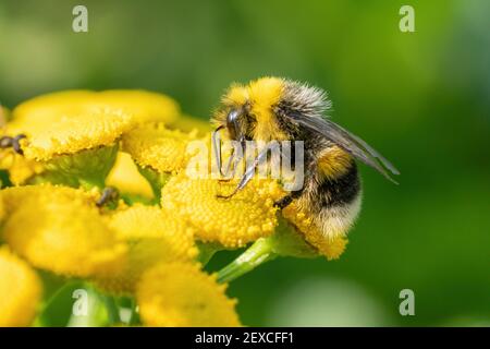 Un abejorro recoge los alimentos en una planta amarilla. Disparo macro Foto de stock