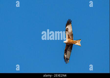 Kite rojo, milvus milvus, en vuelo a principios de la primavera contra cielos azules claros