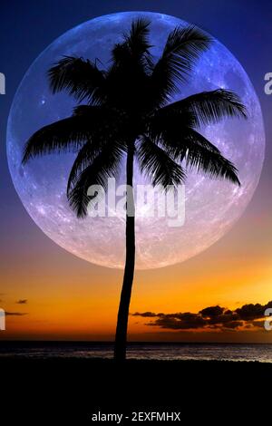 Palmeras siluetas puesta de sol cerca del océano playa ubicación tropical lleno Luna Foto de stock