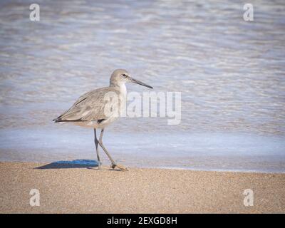 Willet pájaro en la playa rocosa