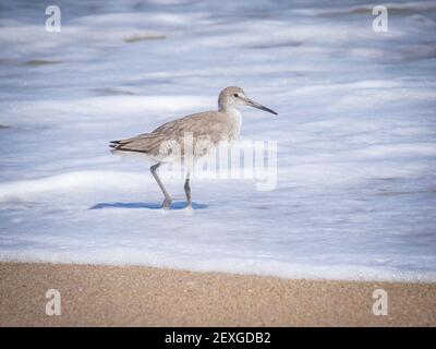 Willet pájaro en la playa rocosa