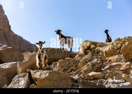 Tres cabras peludas negras y blancas (does, niñeras) de pie en las rocas de la cadena montañosa Jebel Jais, Emiratos Árabes Unidos. Foto de stock