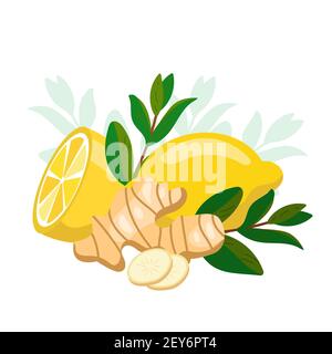 Limón con jengibre y menta. Medicina natural, ingredientes antigripales. Raíz de jengibre, hojas de hierba verde melissa y rodajas de cítricos de limón. Natural Ilustración del Vector