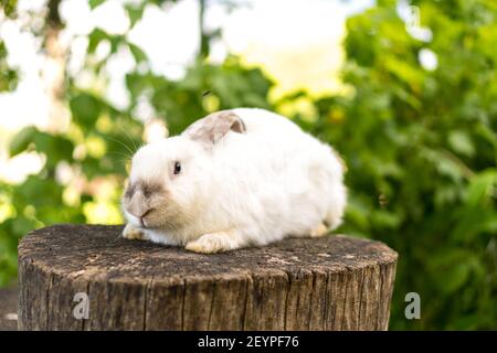 el conejo blanco asustado adulto grande se sienta en el tocón del árbol contra el fondo del césped verde. Liebre en pradera salvaje guacamayos mirar cámara en primavera o verano