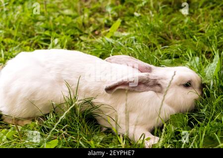 gran adulto asustado conejo blanco olfateando flor sobre el fondo de césped verde. Liebre en pradera salvaje y come hierba en primavera o verano