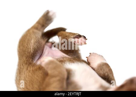 Dormir en la espalda cachorro Chihuahua sobre fondo blanco aislado, de cerca. Pequeña raza blanca y marrón de perro.