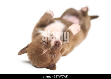 Dormir en la espalda cachorro de Chihuahua sobre fondo blanco aislado. Pequeña raza blanca y marrón de perro.