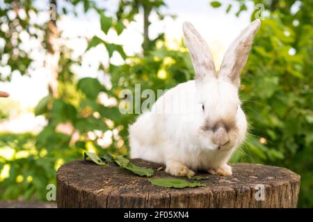 el conejo blanco asustado adulto grande se sienta en el tocón del árbol contra el fondo del césped verde. Liebre en pradera salvaje y come hierba en primavera o verano