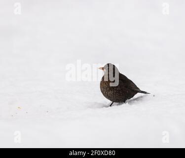 Un ave negra femenina (Turdus Merula) Alimentándose de la semilla caída de un alimentador del pájaro del jardín adentro Invierno Foto de stock