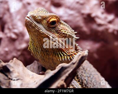 Retrato de dragón de tierra o central (Pogona vitticeps) en el rock Foto de stock