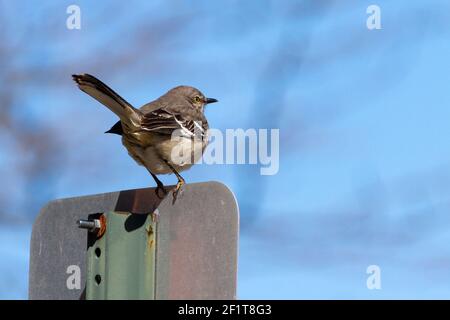 Un ave de mascarón del norte ( Mimus polyglottos ) persiguiendo en una placa de metal en una ubicación urbana. Tiene cola larga y pluma gris y blanca con bl Foto de stock