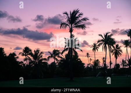 Las siluetas de las palmeras en la playa tropical durante el colorido atardecer.