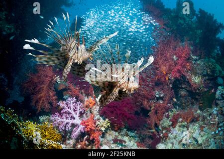 Paisaje de arrecifes de coral con un par de peces lioneros rojos (Pterois volitans), corales blandos (Dendronephthya sp) y una escuela de suéteres pigmeos (Parapriacanthus gue Foto de stock